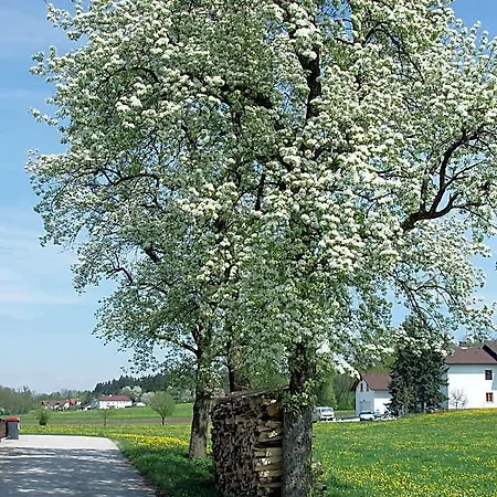 Zur Linde Kro Neuhofen an der Ybbs